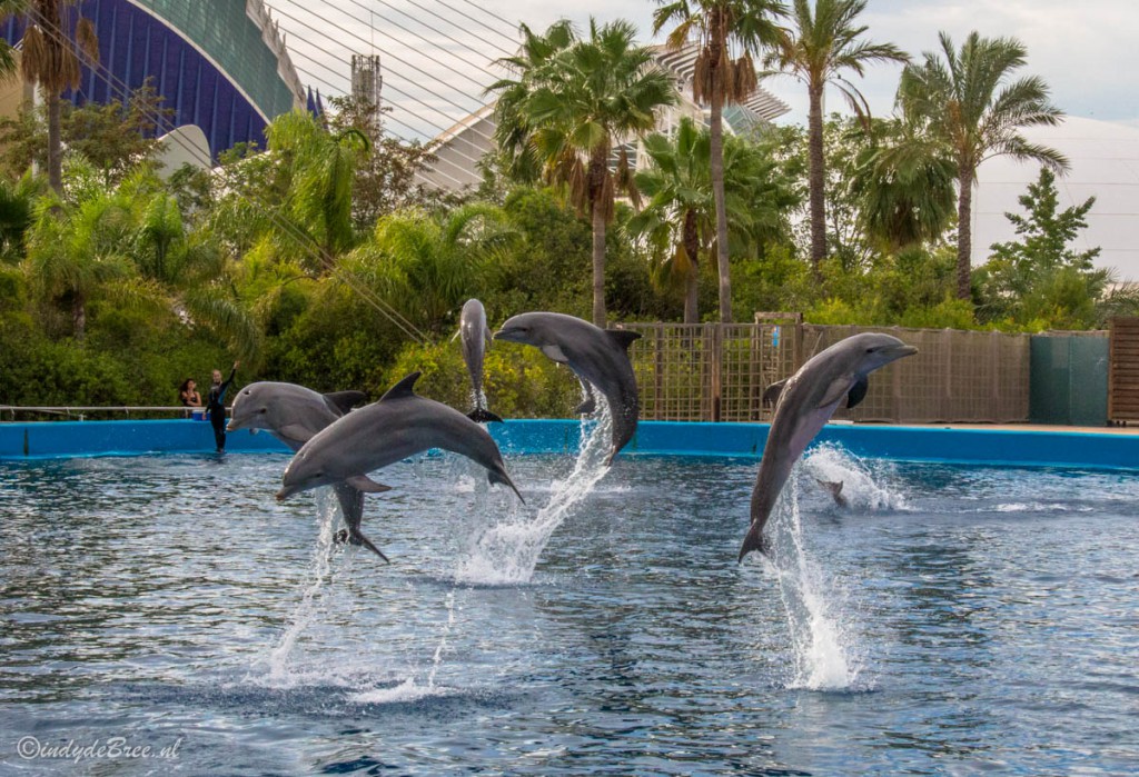 Valencia L’Oceanogràfic dolfijnen