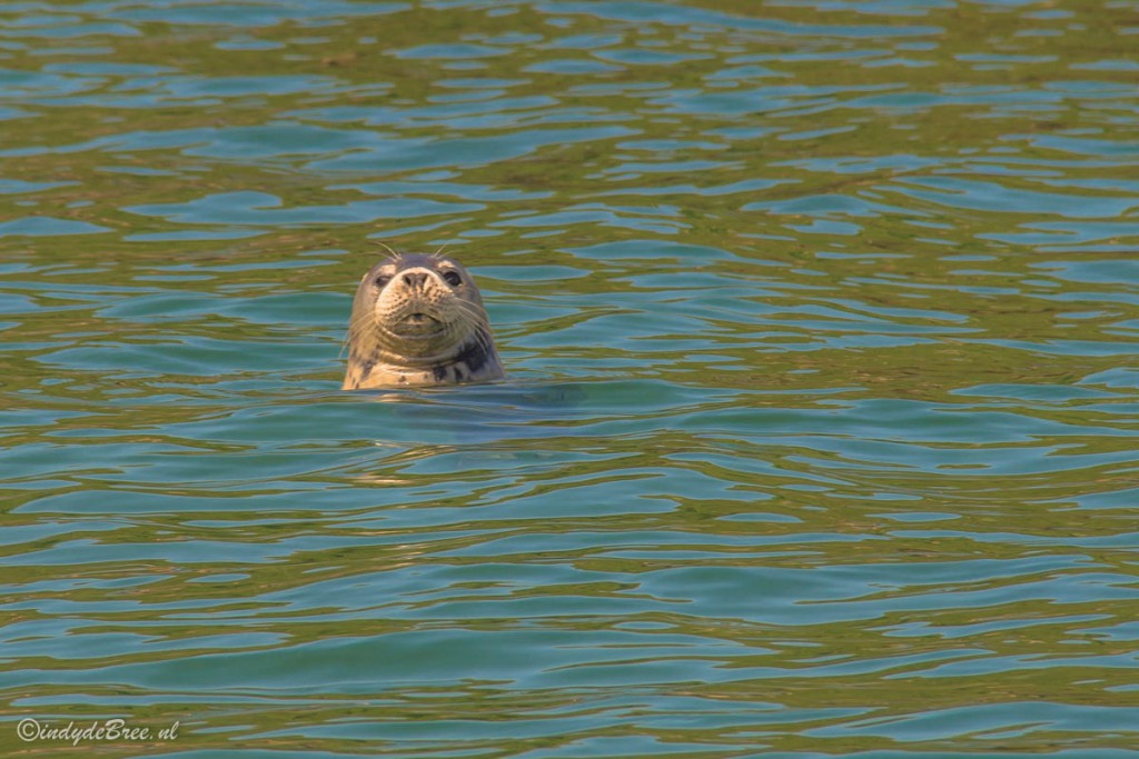 Zeehond Seal Caldey Island Wales