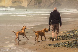 Honden NewGale Beach Wales